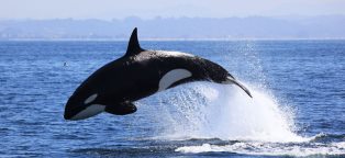 killer whales footer